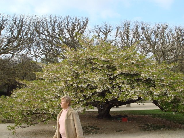 Prunus serrulata gr. Sato-Zakura 'Shirotae'